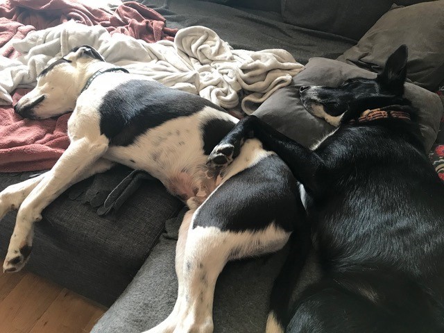 Madrigueras Unsere Hunde